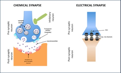 Synapses